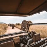 Safari Adventure in the Heart of Kenya