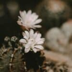 7 Bellezas Naturales de México